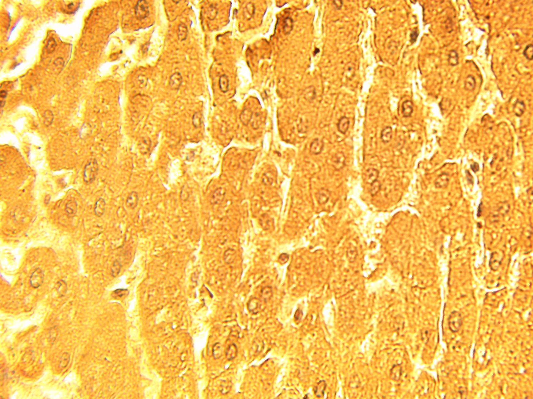 Immunohistochemical staining of normal human liver tissue using APM2 antibody (Cat. No. X2385P) at 15 µg/ml.